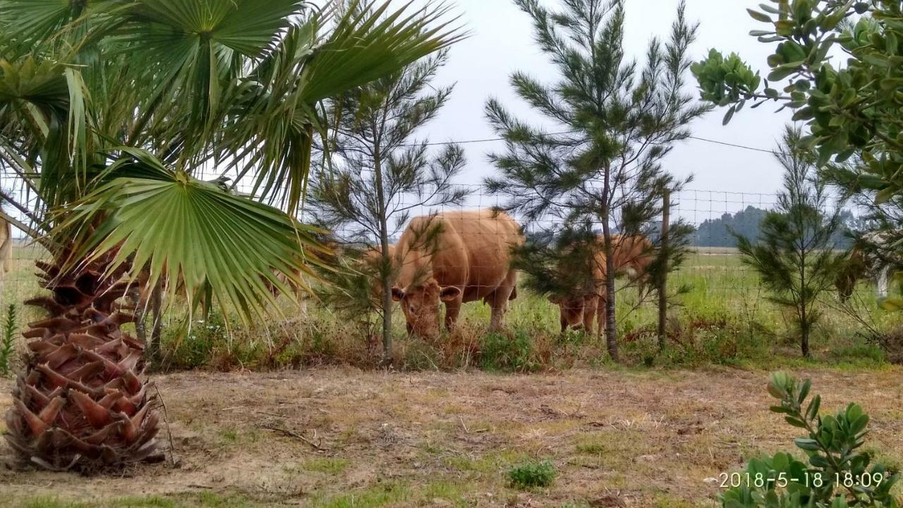 O Monte Da Estrada Guest House Zambujeira do Mar Ngoại thất bức ảnh